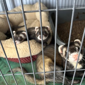 Bee Pet Care - Dog Walkers Near Me - Rochester, New Hampshire