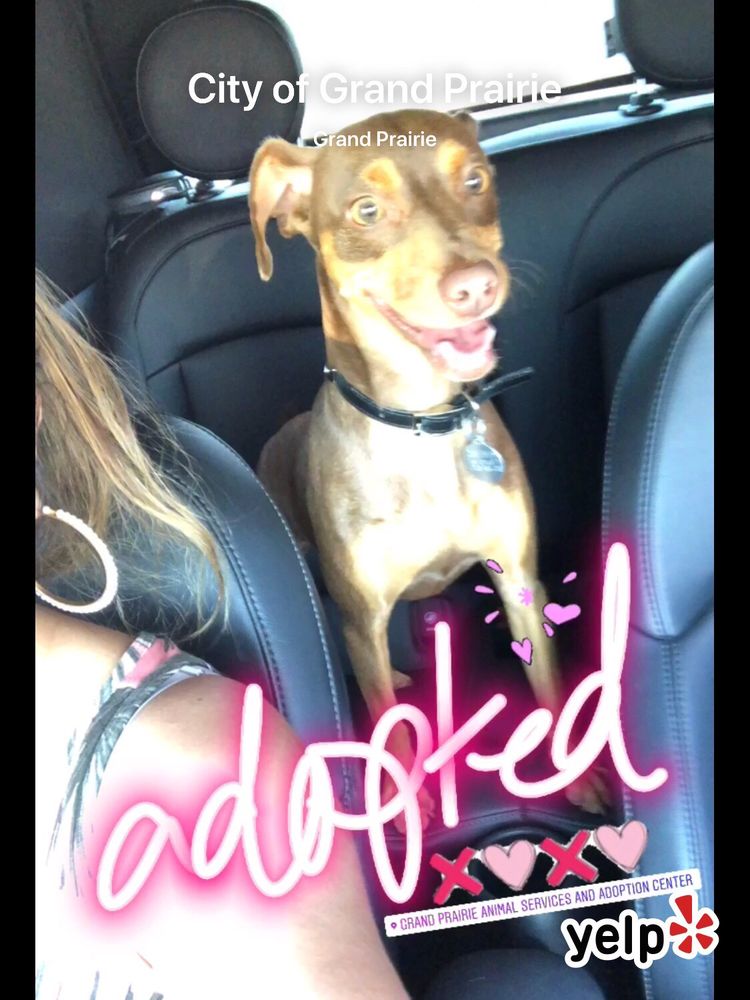 City of Grand Prairie 14 Reviews Animal Shelters 2222 W Warrior Trl, Grand Prairie, TX