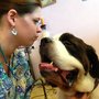 Photo of Bayview Pet Salon