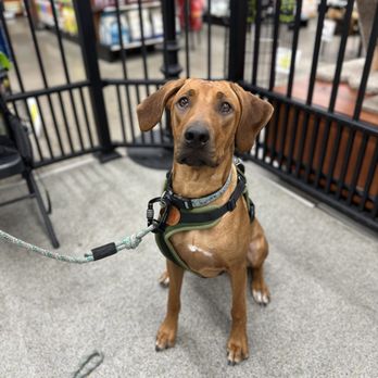 Canefida - Pet Training Near Me - Sacramento, California Canefida - Pet Training Near Me - Sacramento, California