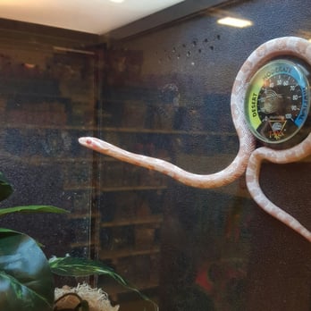 PetSmart - Active corn snake - Pet Stores Near Me - Aliso Viejo, California