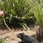 Photo of Australian Reptile Park