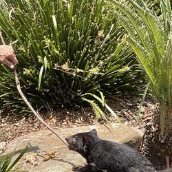 Australian Reptile Park