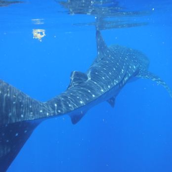 Solo Buceo Dive Shop Cancun - Whale shark - Scuba Diving Near Me - Cancún, ROO