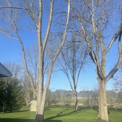 Busy Beavers Tree Service & More