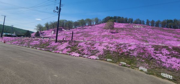 Higashimokoto Shibazakura Park by null