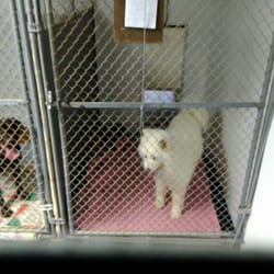 Apex Stony Brook Kennel