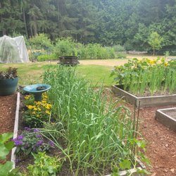 Divine Culinary - Growing beds