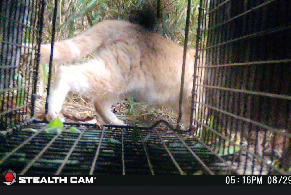 The Purrpose - social services organization in Lincoln, NE