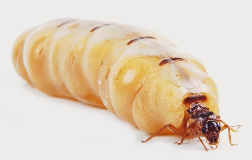 A 2 Z TERMITE AND PEST CONTROL 3812 Calle Santiago, Brownsville, TX