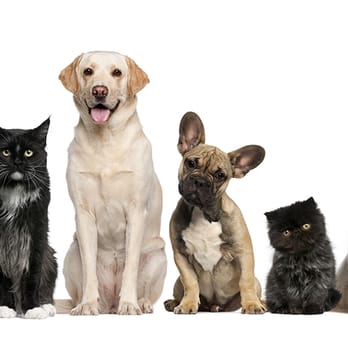 VetSelect Animal Hospital - Veterinarians Near Me - Commerce Township, Michigan VetSelect Animal Hospital - Veterinarians Near Me - Commerce Township, Michigan