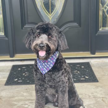 Sandy's Grooming - Teddy after cut :) - Pet Groomers Near Me - Orange, California Sandy's Grooming - Teddy after cut :) - Pet Groomers Near Me - Orange, California