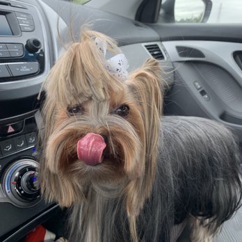 The Pet Palace - Pet Groomers Near Me - Webster, Texas