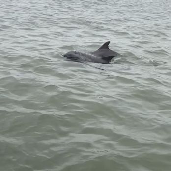 Galveston Water Adventures - Dolphins, we even saw a tiny baby! - Boat Charters Near Me - Galveston, Texas Galveston Water Adventures - Dolphins, we even saw a tiny baby! - Boat Charters Near Me - Galveston, Texas
