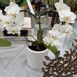 Café Orchidee & Orchideen Netzer