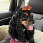 Photo of A Klassy Lassie
