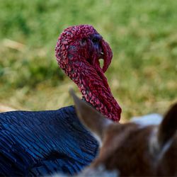 McDonald's Greenhouse & Corn Maze - Frederick, the Turkey