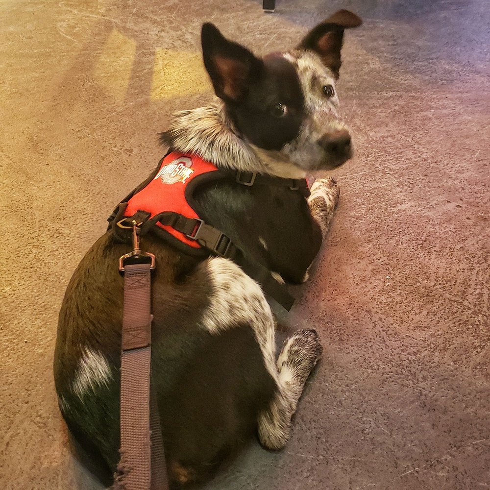 Evansville Brewhouse - Pet friendly! - Breweries Near Me - Evansville, Indiana