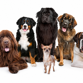 Loren's Pooper-Scooper Service - Pet Waste Removal Near Me - Tucson, Arizona Loren's Pooper-Scooper Service - Pet Waste Removal Near Me - Tucson, Arizona