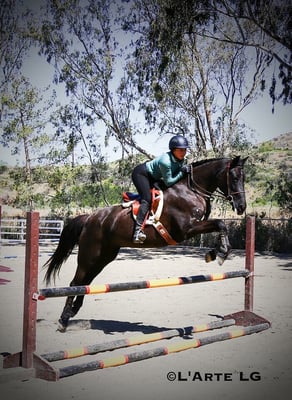 Le Cheval Sport Horses by null