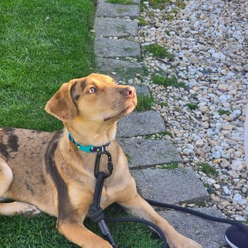 K9 Obedience Academy - Pet Training Near Me - Rochester, New York