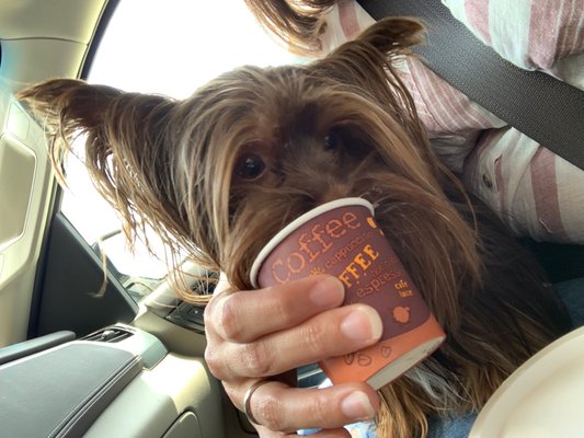 CC's Coffee House by null