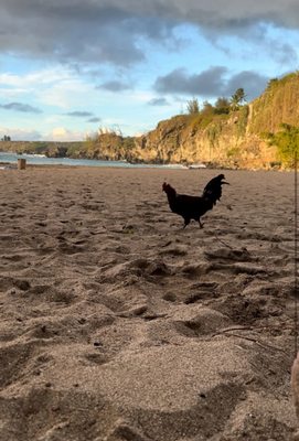 Slaughterhouse Beach by null