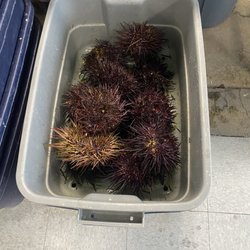 Wong Tung Seafood - Local sea urchin/uni $10/# 2.13.25