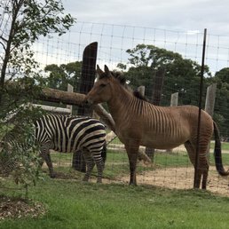 Zorse (yes a zebra and a horse) Zorse (yes a zebra and a horse)