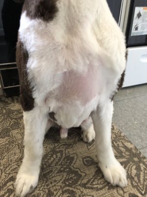 Dogma Grooming + Pet Needs by null