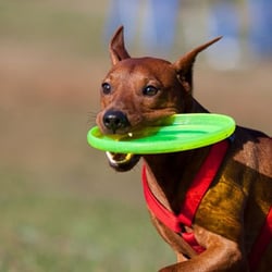 Katz Pet Supplies