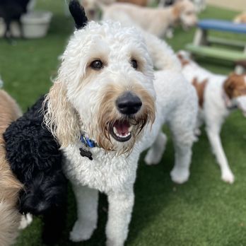 Bark Stars - Pet Training Near Me - Venice, Florida