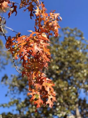 Colonial Williamsburg by null