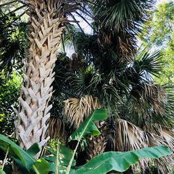 South Tampa Tree Service