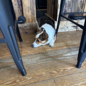 Old Toms - Shop dog - Beer, Wine & Spirits Near Me - Manteo, North Carolina Old Toms - Shop dog - Beer, Wine & Spirits Near Me - Manteo, North Carolina