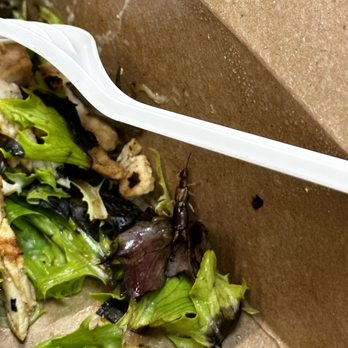 Mina Bistro - A bug in my salad - The image shows a small insect, likely a bug, on a salad composed of various leafy greens inside a cardboard takeout container. A white plastic fork is positioned above the salad, and some salad dressing or sauce is visible on the greens and the container's surface. The setting appears to be a food takeout or delivery scenario. - Venezuelan Near Me - Miami, Florida