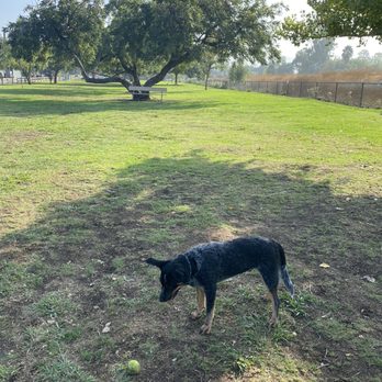 Libbit Park - Confused cause no other dog owners would let him play... - Parks Near Me - Los Angeles, California Libbit Park - Confused cause no other dog owners would let him play... - Parks Near Me - Los Angeles, California