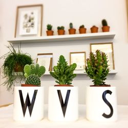 Winkel van Sinkel - Kakteen, Sukkulenten und Lifestyle