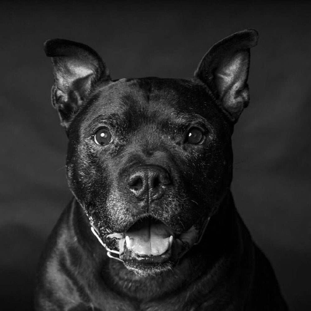 Portraits On Parkview - Pet Photography Near Me Portraits On Parkview - Pet Photography Near Me