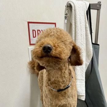 Tractor Supply - Billy boo get blown dried - Pet Stores Near Me - Rocklin, California Tractor Supply - Billy boo get blown dried - Pet Stores Near Me - Rocklin, California