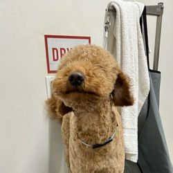 Tractor Supply - Billy boo get blown dried