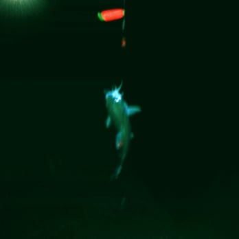 The Texas City Dike - Caught this catfish last night! C&R - Beaches Near Me - Texas City, Texas The Texas City Dike - Caught this catfish last night! C&R - Beaches Near Me - Texas City, Texas