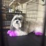 Debbie's Wagging Tails Grooming & Boarding