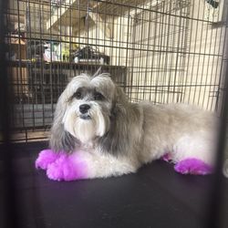 Debbie's Wagging Tails Grooming & Boarding - My dog