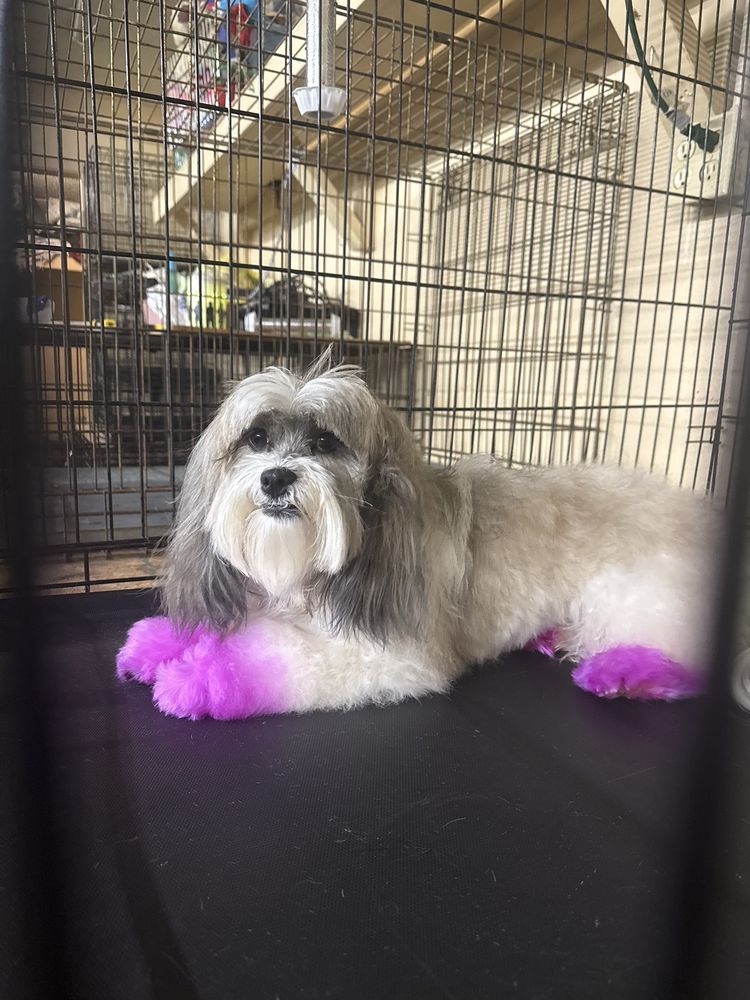 Debbie's Wagging Tails Grooming & Boarding - pet boarding facility in Jacksonville, AR