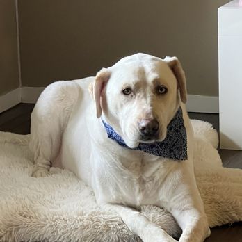 Flawless Dogs Mobile Salon - Pet Groomers Near Me Flawless Dogs Mobile Salon - Pet Groomers Near Me