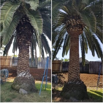 All Access Tree Care - Canary Date Palm tree - Tree Services Near Me - El Cajon, California