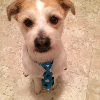 Kira Pet Cuts - Wouldn't you buy just about anything from this guy?! - Pet Groomers Near Me - Chicago, Illinois