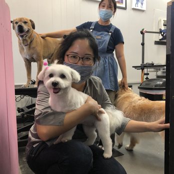 Lokahi Dog Grooming - Yuka (standing) and Chika with Astrid - Pet Groomers Near Me - Honolulu, Hawaii Lokahi Dog Grooming - Yuka (standing) and Chika with Astrid - Pet Groomers Near Me - Honolulu, Hawaii