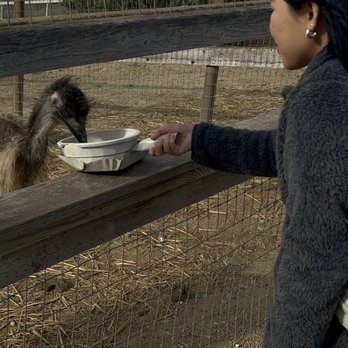 Ostrichland USA - feeding time! - Attraction Farms Near Me - Solvang, California Ostrichland USA - feeding time! - Attraction Farms Near Me - Solvang, California